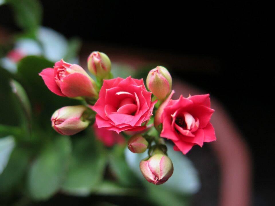 太陽(yáng)緯度最新研究，探索太陽(yáng)活動(dòng)對(duì)地球環(huán)境的影響